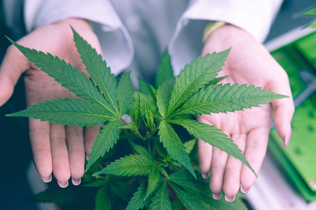 man with cannabis in his hands