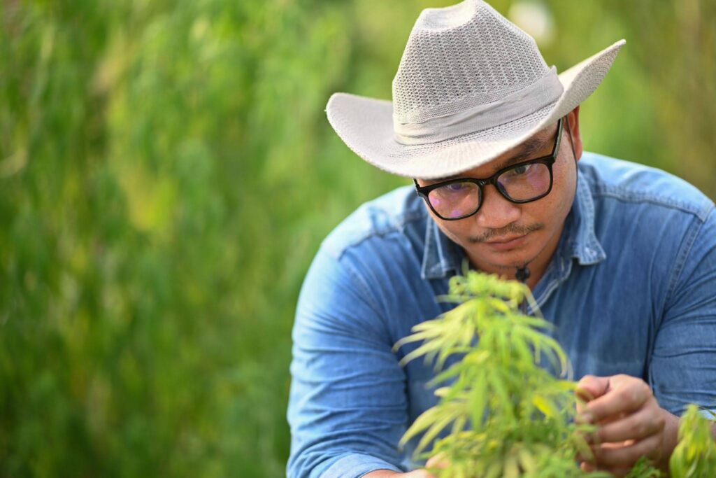 man studying on cannabis farm