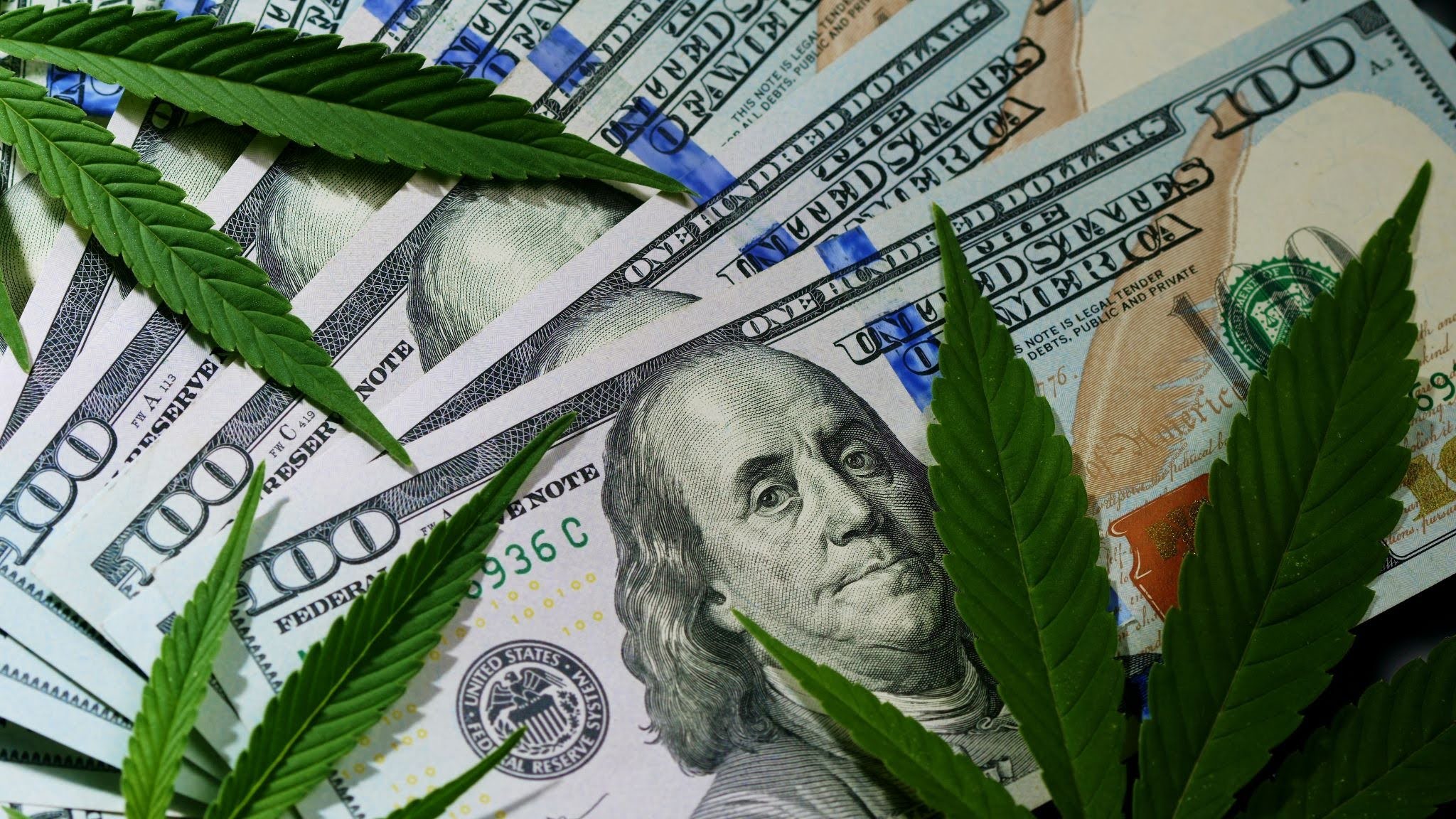 cannabis plants on dollars